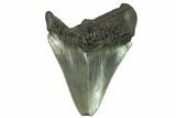 Serrated, Fossil Megalodon Tooth - South Carolina #124191-1